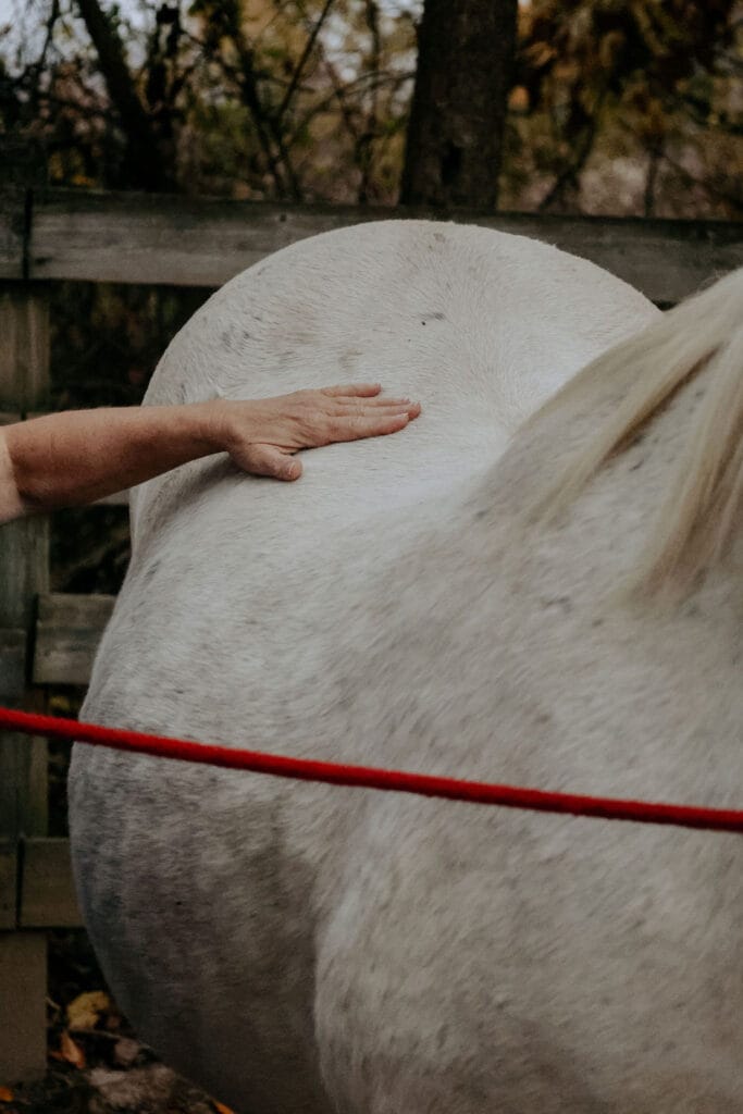 Connie Klar performing equine acupressure on a horse