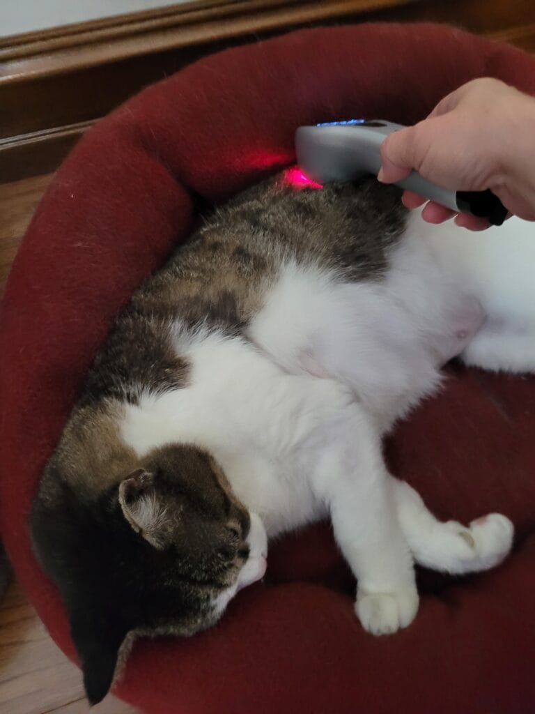 Cat receiving red light therapy for healing