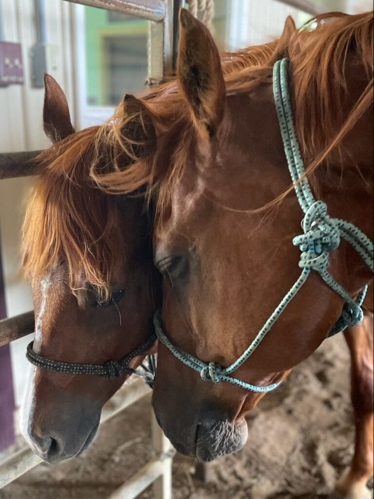 Wally and Cody horses belonging to Martha from Martinsville Indiana
