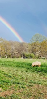 Pig the pig