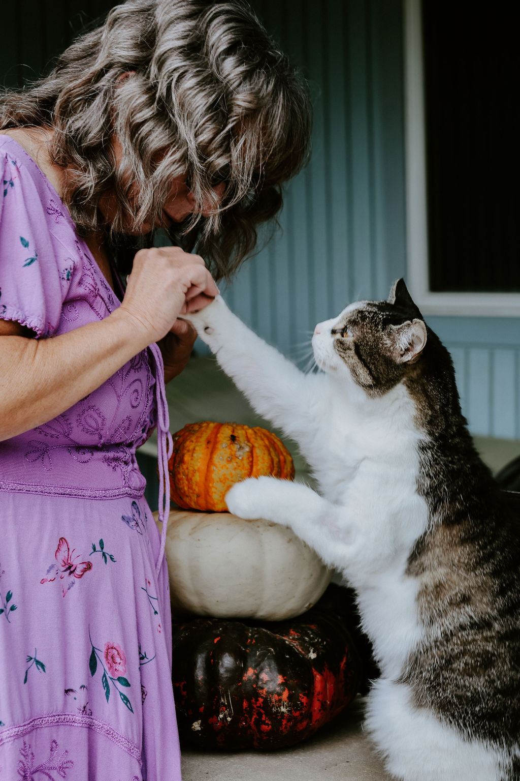 Calm cat during October - Fear Free pet care