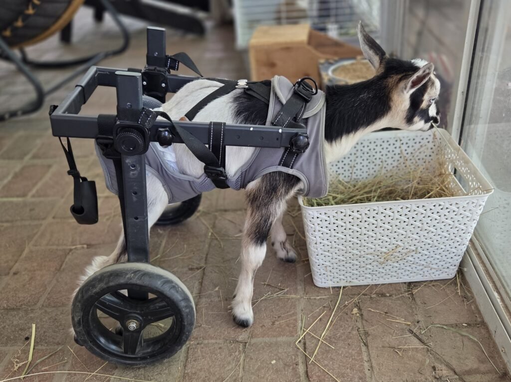 Pippy the paralyzed goat happily eating hay while in her wheelchair