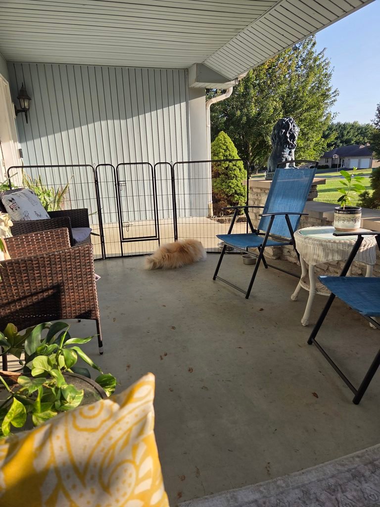 Vinny, ever vigilant, laying near the gate during morning coffee