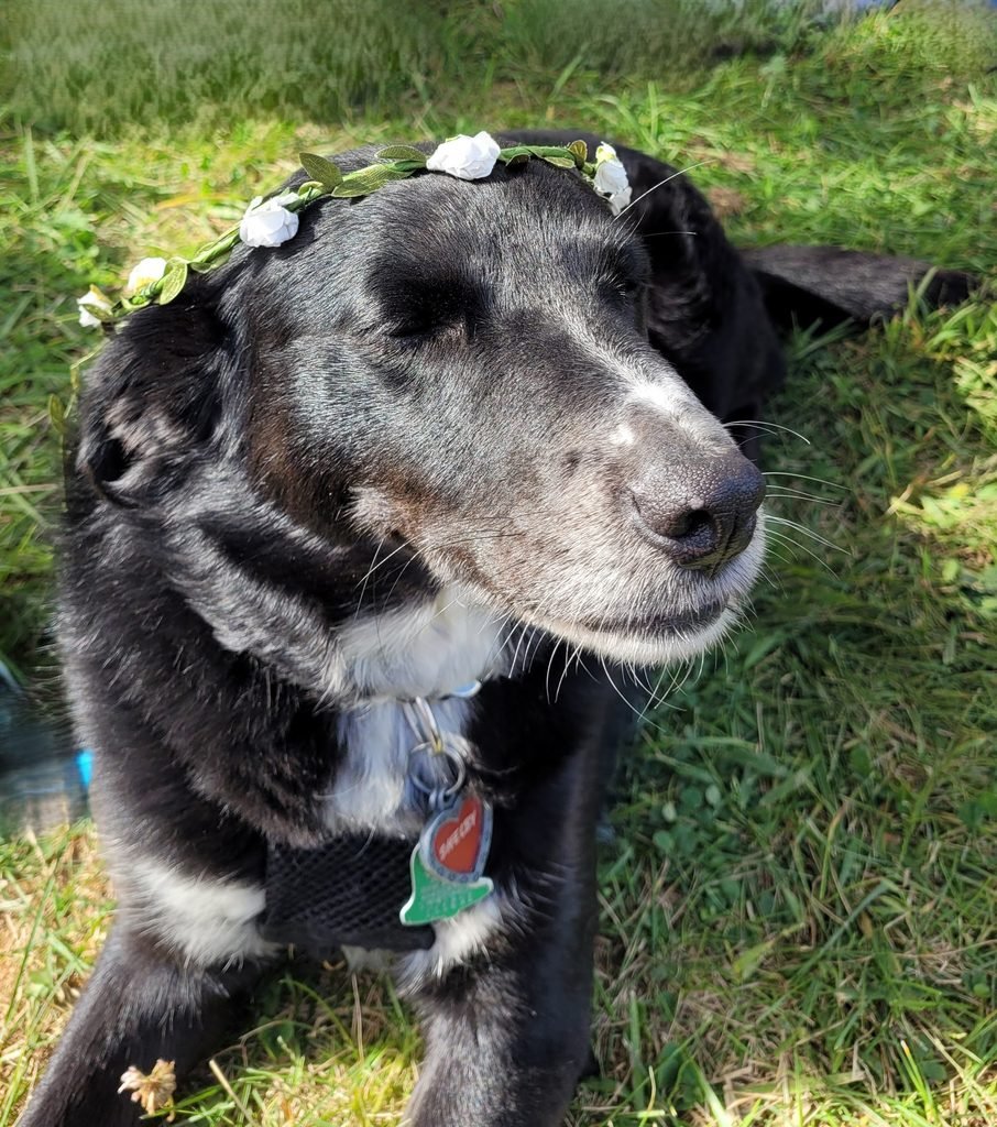 Shelby, eyes closed, basking in the sun with a flower headband
