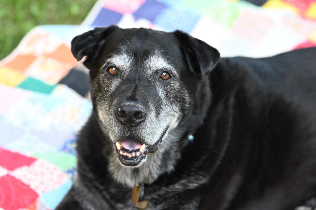 Enzo, a senior black and grey dog with a white muzzle, smiling on a colorful patchwork quilt outdoors, wearing a heart-shaped tag on his collar.