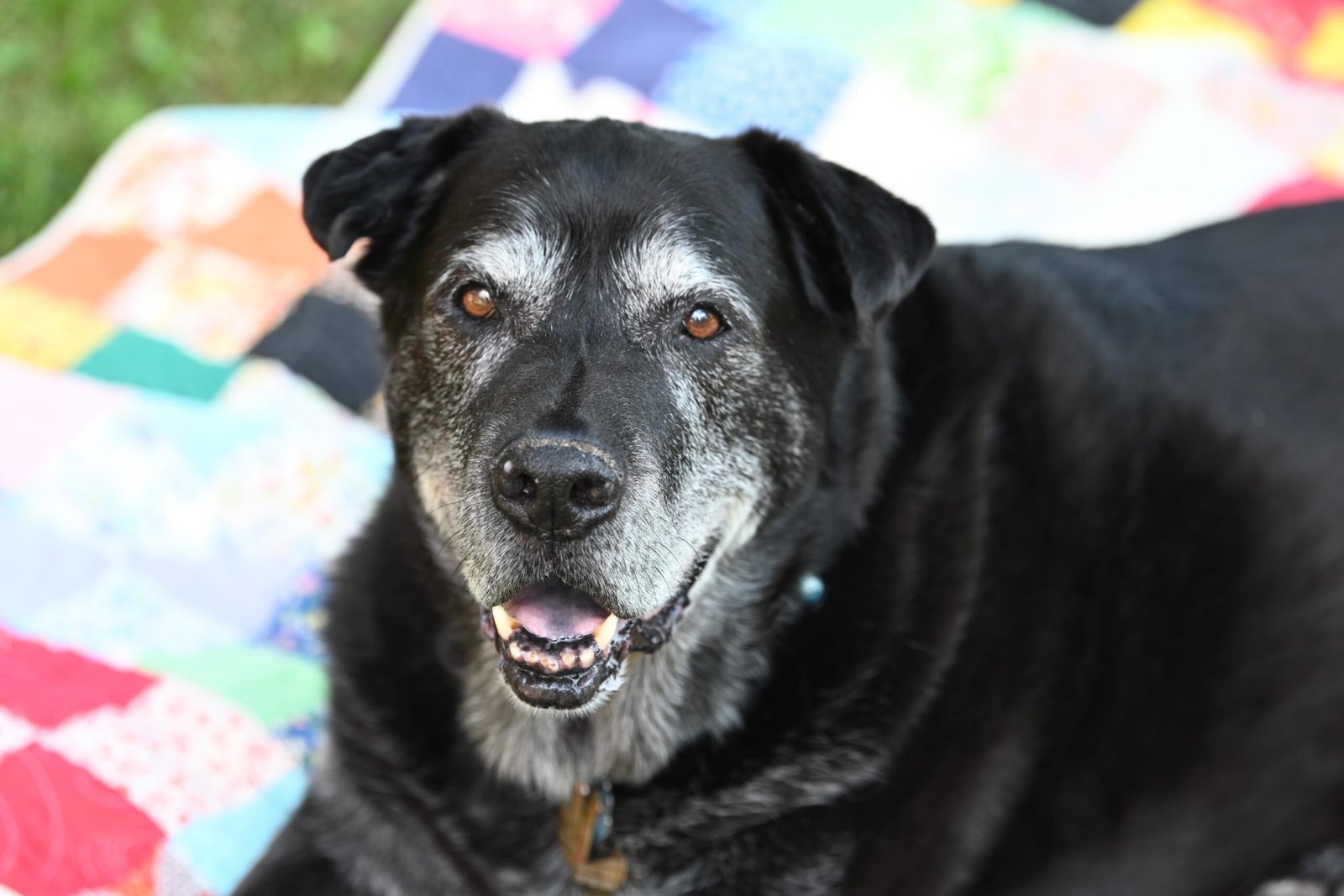Enzo, a senior black and grey dog with a white muzzle, smiling on a colorful patchwork quilt outdoors, wearing a heart-shaped tag on his collar.