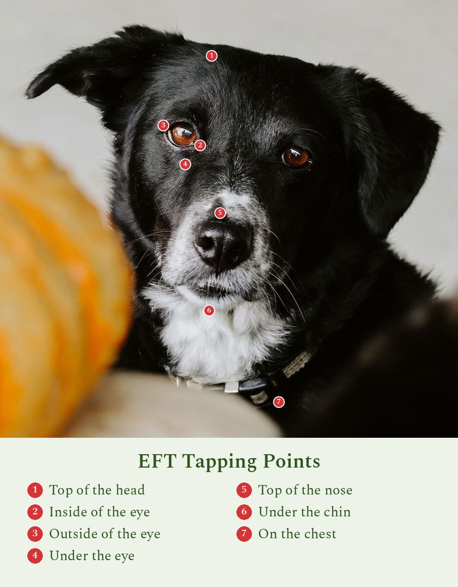Eft tapping points dog